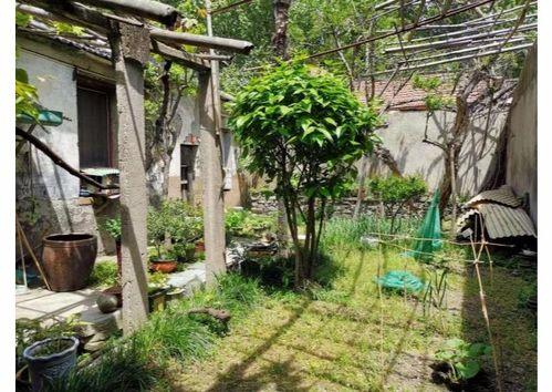 都市爆料石榴树视频下载,揭秘石榴树视频下载背后的秘密  第2张